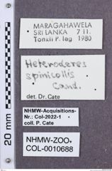 Etikette zu Heteroderes spinicollis (NHMW-ZOO-COL-0010688)